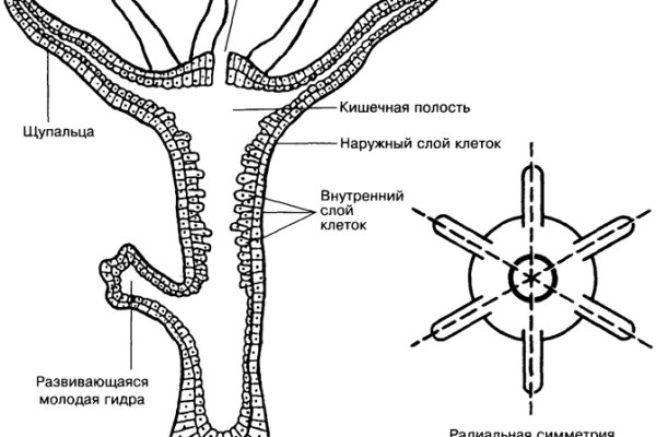 Что такое кракен маркетплейс